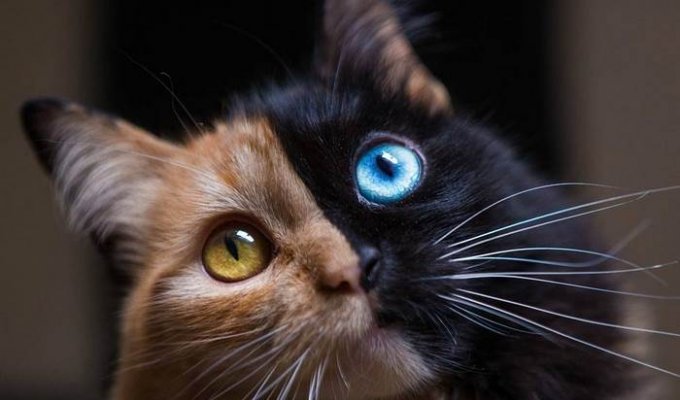 Кошка с самым редким окрасом в мире