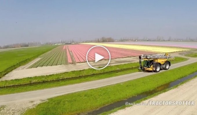 Как поливают огромные тюльпановые поля в Голландии