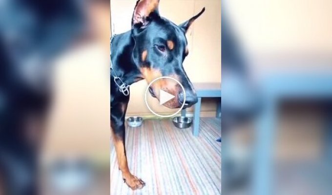 How do dogs react to being pranked?