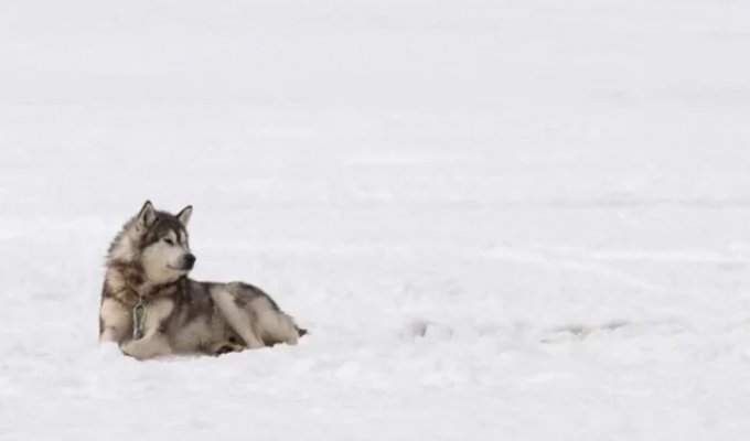 Canadian Eskimos to Receive Compensation for Police Actions That Killed Sled Dogs for Years (3 photos + 1 video)