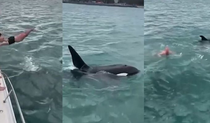 A man paid $600 to jump on a killer whale (5 photos + 1 video)