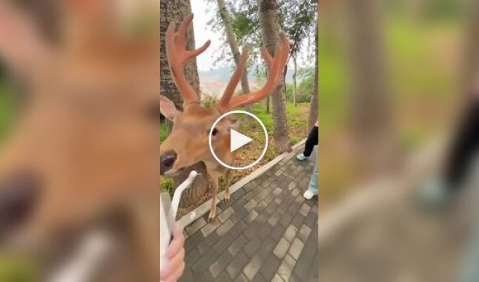 Total relaxation: a deer in Japan allowed itself to be scratched.