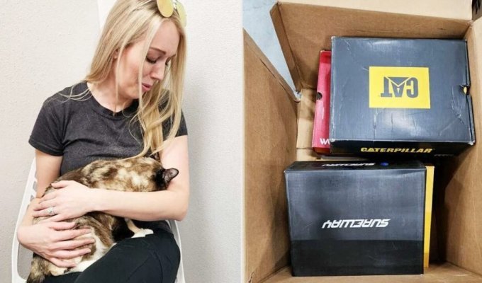 A cat accidentally ended up in an Amazon box. She flew 1050 km and returned only a week later (4 photos + 1 video)
