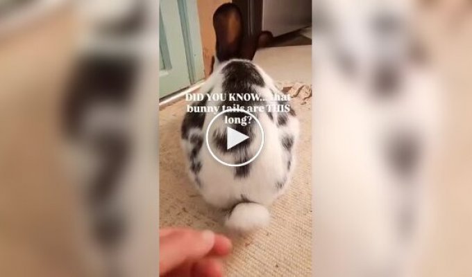 Простой и занимательный факт о кроликах