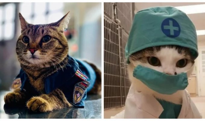 Котики тоже пашут: 20 усатых трудяг, застигнутых в разгар рабочего дня (21 фото)
