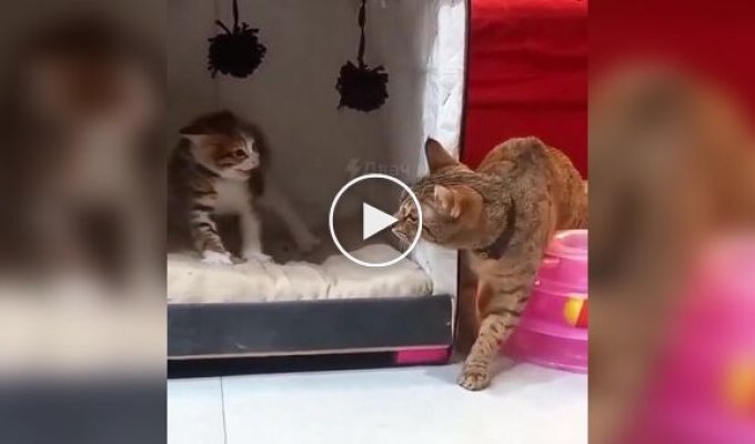 Терпеливая кошка и вспыльчивый котенок