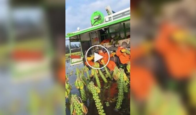 Как собирают брюссельскую капусту