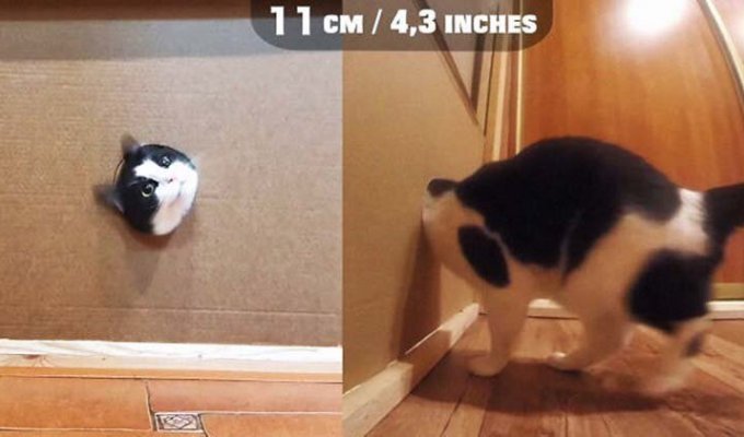 Каким должен быть минимальный проход для обычной кошки? (4 фото + 1 видео)