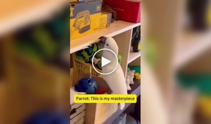 Подборка шкодливых домашних попугаев
