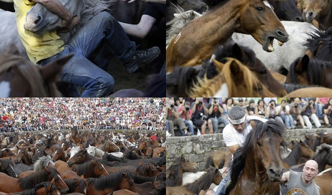Укрощение лошадей: Фестиваль Rapa das Bestas (29 фото)