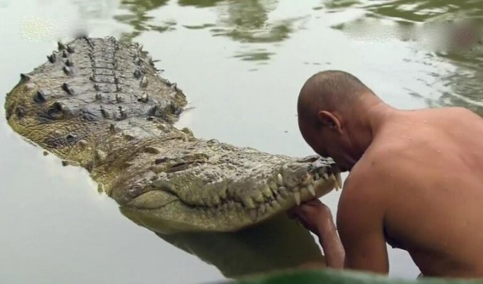 Правила жизни костариканского рыбака, приручившего крокодила (10 фото + 1 видео)