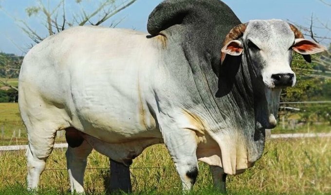 Брахманы: как американцы создали мясное чудовище из смеси различных коров (9 фото)