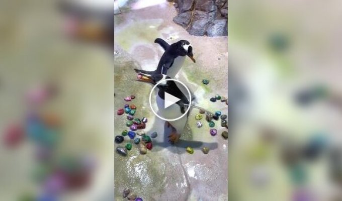 How cute penguins get their partner's attention