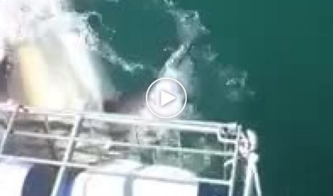 Белая акула против коробки с туристами