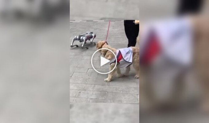 The dog met the robot dog