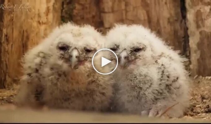 Чужих детей не бывает