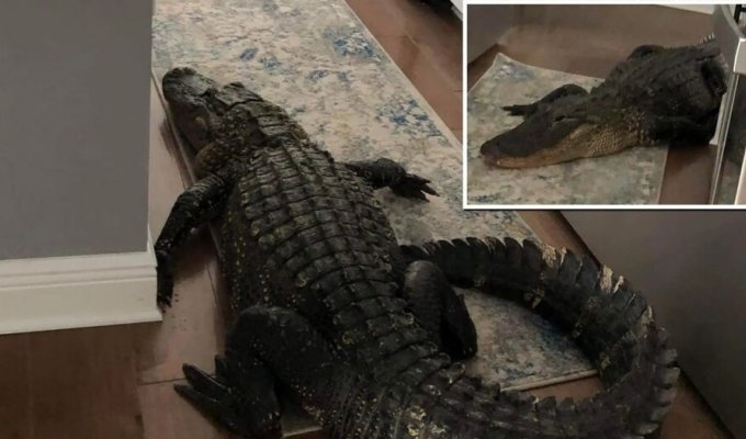 A Florida resident discovered a 2.5-meter alligator in her kitchen (6 photos + 1 video)