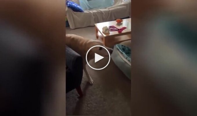 «Он здесь!»: на видео попала бесценная реакция пса на появление старого друга