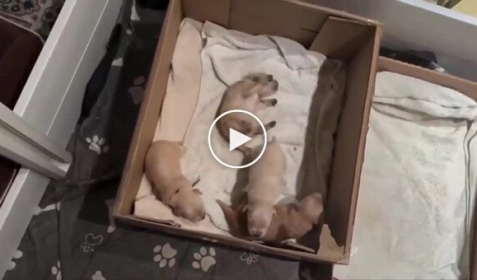 Parents of many children: a mother dog with 11 puppies and a dad with his own priorities