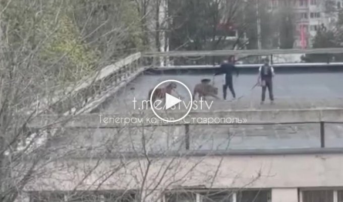 Люди напугали жителей Ставрополя тиграми на крыше цирка