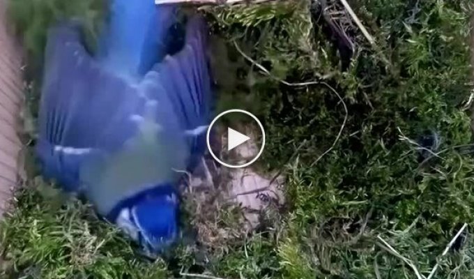 Камера запечатлела полную историю жизни птицы — от строительства гнезда до первого полета птенцов