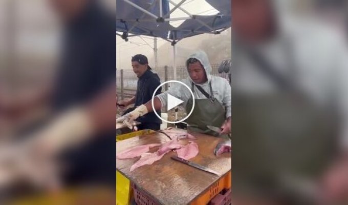 Вежливый морской лев приходит за рыбой каждый день