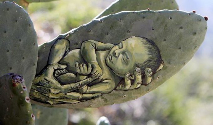 Палестинский художник пишет картины на кактусах (5 фото)