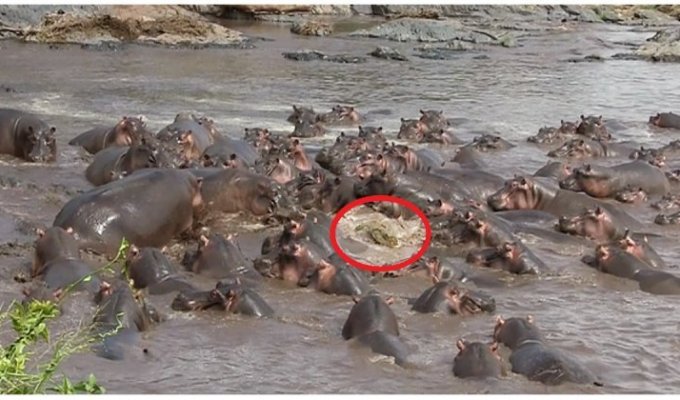 Когда зашел не в тот район: 30 бегемотов помогли заблудившемуся крокодилу вернуться на сушу (3 фото + 1 видео)