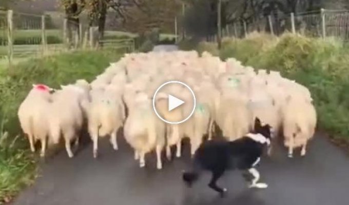 Пастушья собака держит стадо овец в тонусе