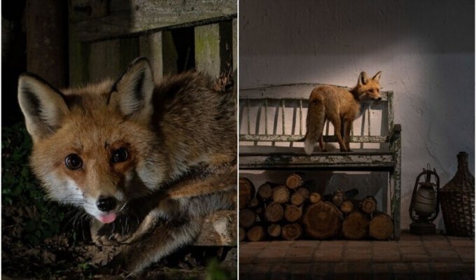 A resident of Hungary has been watching a fox that runs into his yard for 8 months (26 photos)