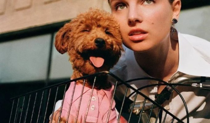 Dolce & Gabbana presented a collection of clothes and accessories for dogs (8 photos)