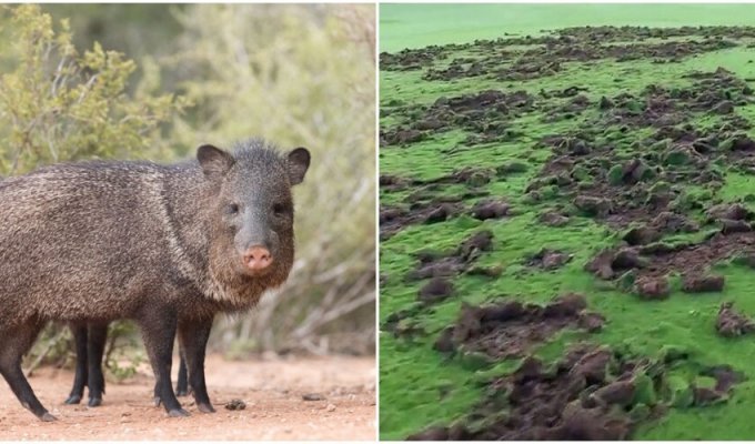 The rights of the pigs that ruined the golf course are being defended online (5 photos)