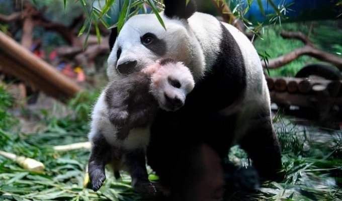 Панда нянчит своего двухмесячного детеныша (6 фото + 1 видео)