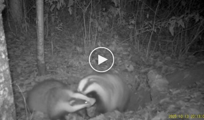 Семейная ссора барсуков