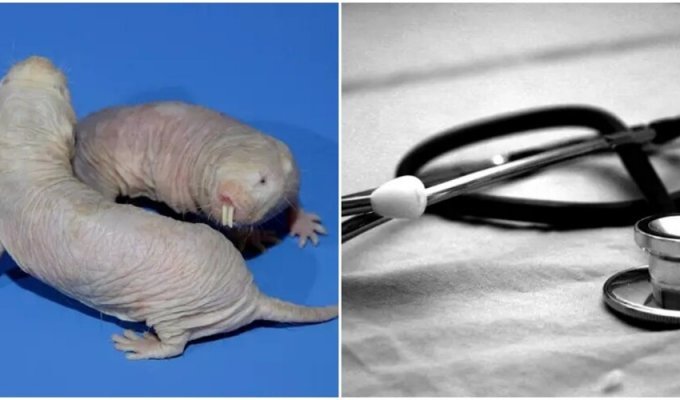 Naked mole rat genes can extend human life (5 photos)