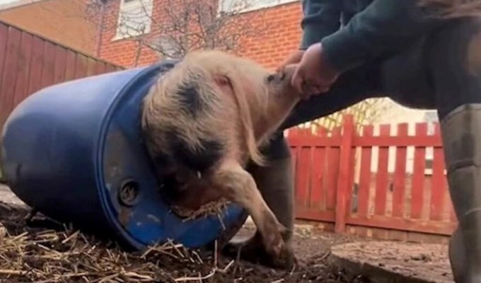 The owner spent 20 minutes saving her mischievous pet (4 photos + 1 video)