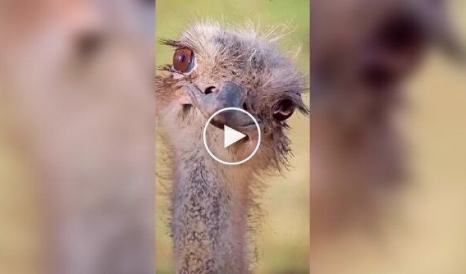 Наши красивые пернатые друзья