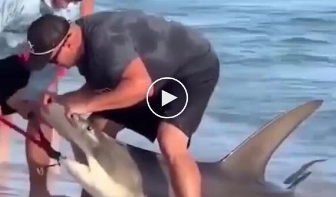 A hammerhead shark swam to the coast in search of a dentist