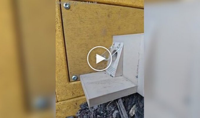 Обучение королевы шмелей