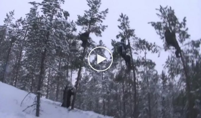Шведские любители деревьев