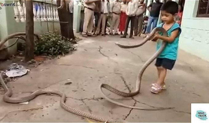 Маленький мальчик играет со змеями (4 фото + 1 видео)