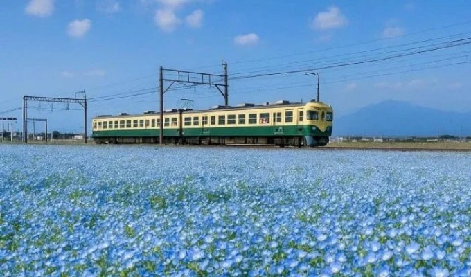 Fairytale beauty: blue nemophila bloom season in Japan (4 photos)