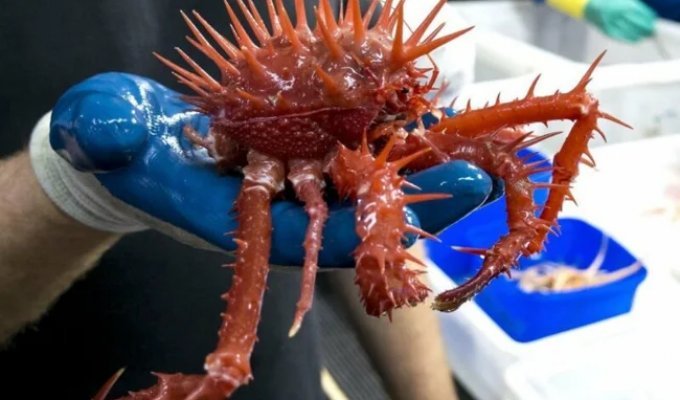 13 proofs that monsters exist—and they live in Australia (13 photos)
