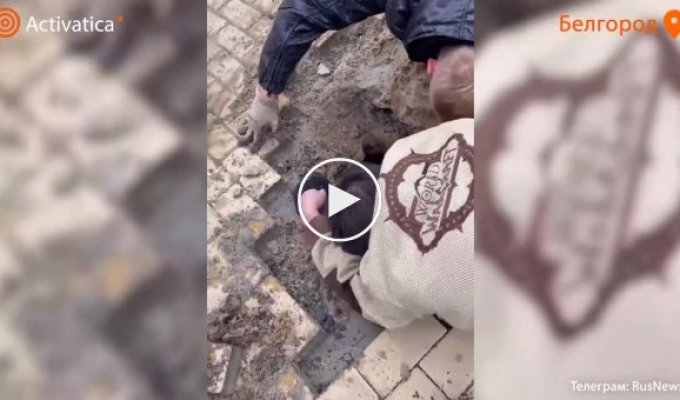В Белгороде рабочие спасли котенка, замурованного под тротуарной плиткой