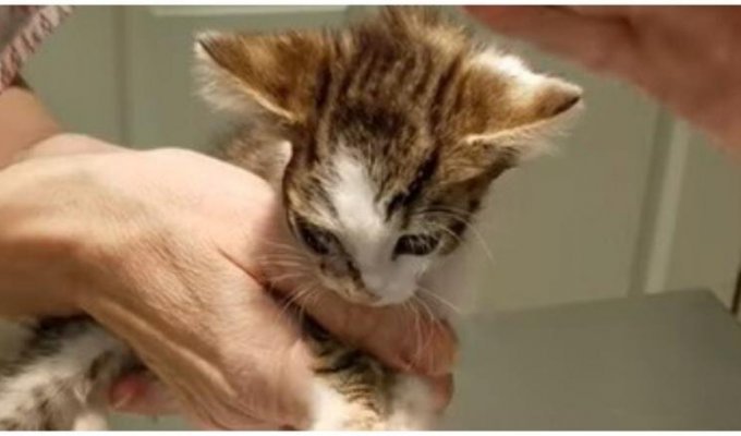 Они увидели нечто странное на щеке у котенка, когда они пригляделись… О, Боже! (5 фото + 4 видео)