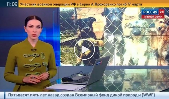 В московском приюте для животных «Эко Вешняки» погибло более 40 кошек и собак