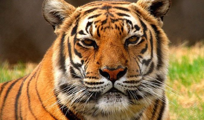 Тигры, короли джунглей (43 фото)
