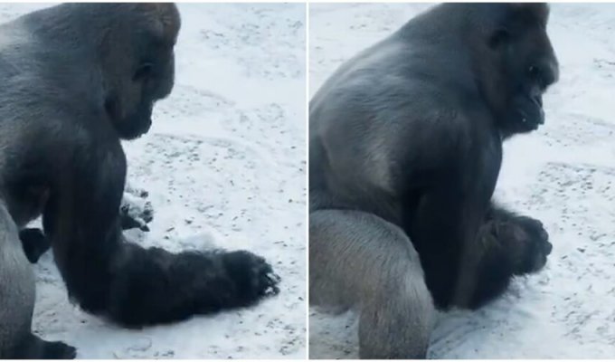 A gorilla was filmed making snowballs at the zoo (3 photos + 1 video)