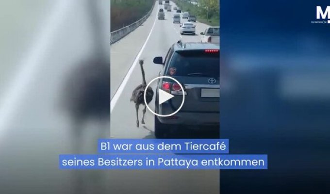 В Таиланде страус бежал рядом с машинами на оживленной дороге