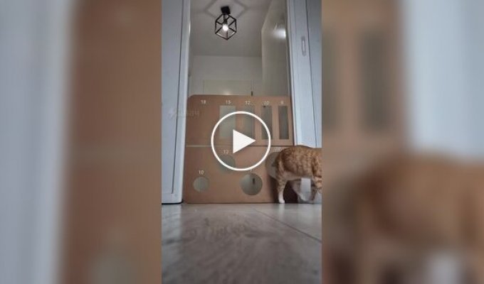 Хитрый и ловкий кот